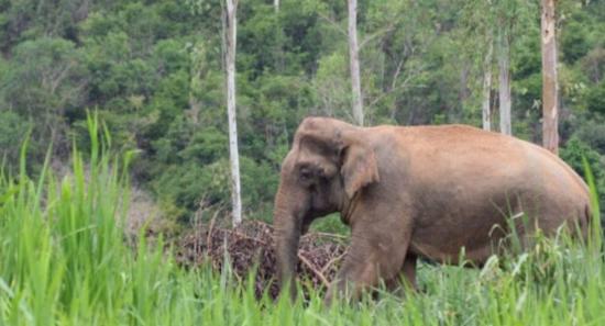 Two Killed in Separate Wild Elephant Attacks